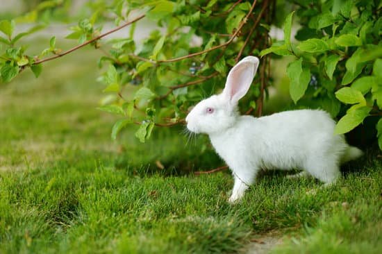canva white rabbit on a green grass MAA3N5C9X6Q