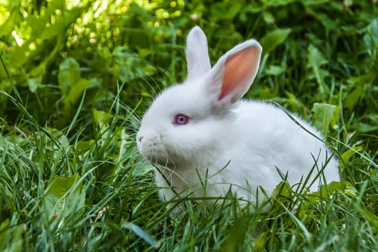 canva white rabbit outdoor MAESvsLi PI