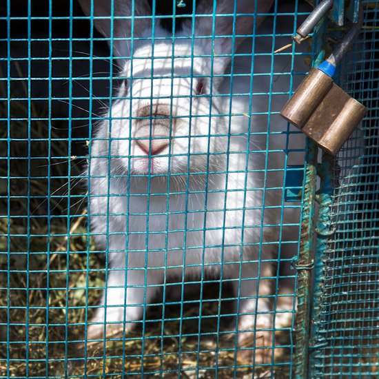 canva white rabbit sits in a cage MADIX5c9MEo