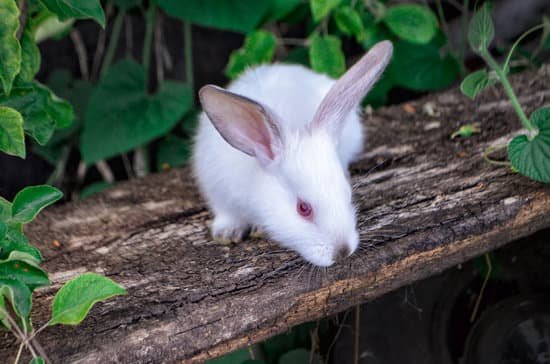 canva white rabbit sitting on a log MAD0EsDDiOo