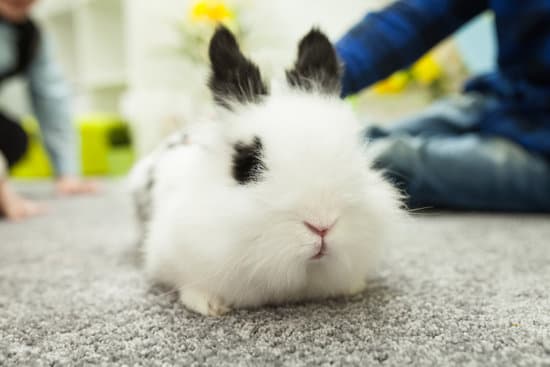 canva white rabbit with black ears MAEcqDOIonI