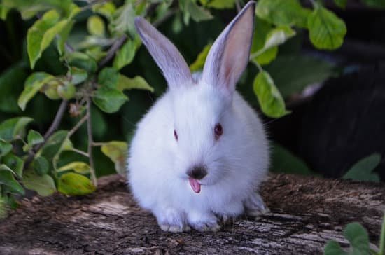 canva white rabbit with tongue out sitting outdoors portrait MAD2QyRNbuA