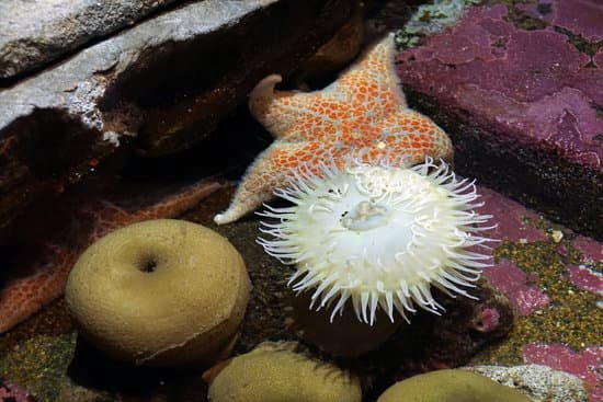 canva white sea anemone and starfish MACadwHQ1q8