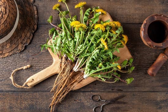 canva whole dandelion plants with roots on a table MAEcEk51oIg