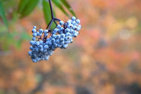 canva wild blue elderberries MAC9Wvq7Ptw