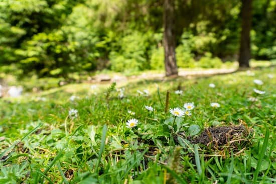 canva wild chamomile flowers in the summer forest MAEAButDNv8