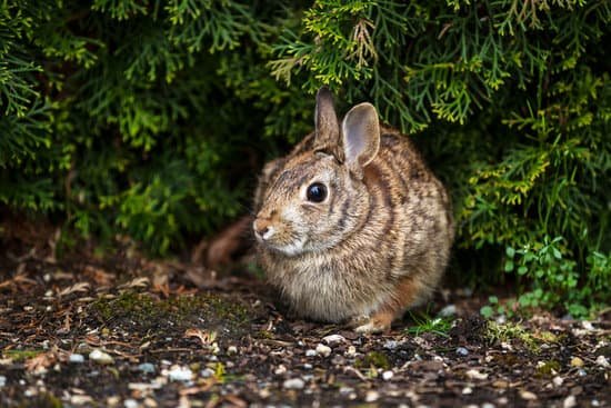 canva wild rabbit in spring time MAA2nbW7oio