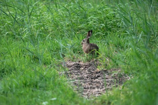 canva wild rabbit sitting between tall grass in meadow. MADlUXFH6d0