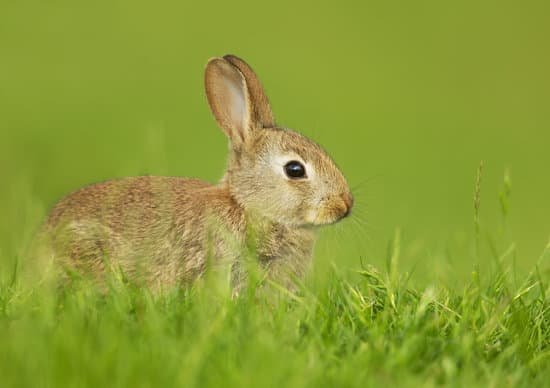 canva wild rabbit sitting in the meadow MADOaE0kVtQ