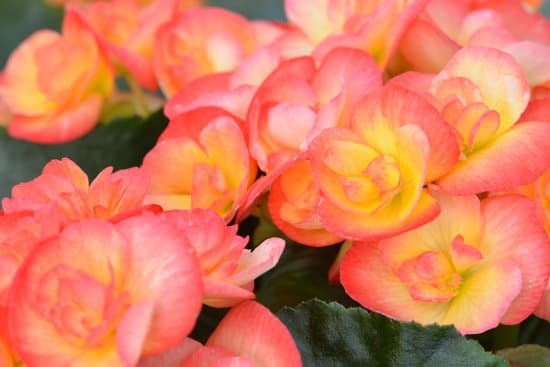 canva winter flowering begonia MAEE3a6OQIw