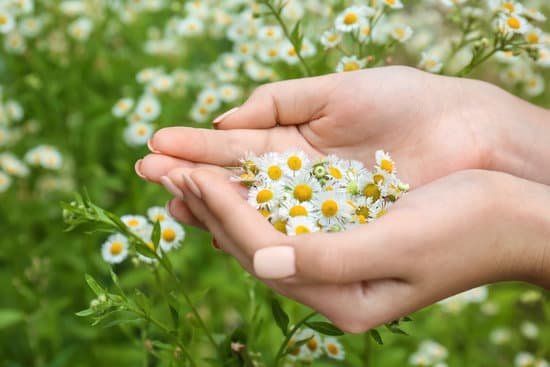 canva woman holding beautiful chamomile flowers MAD9Trr ADU