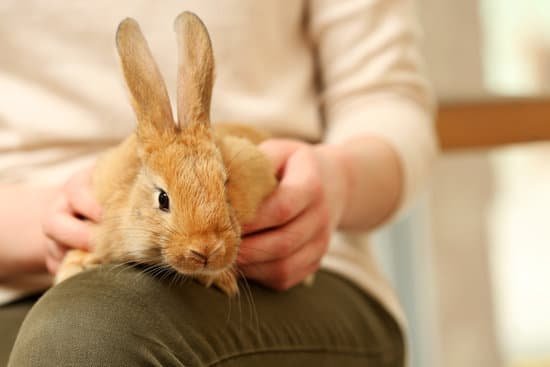 canva woman holding little cute rabbit close up MAD 3 a3h8s