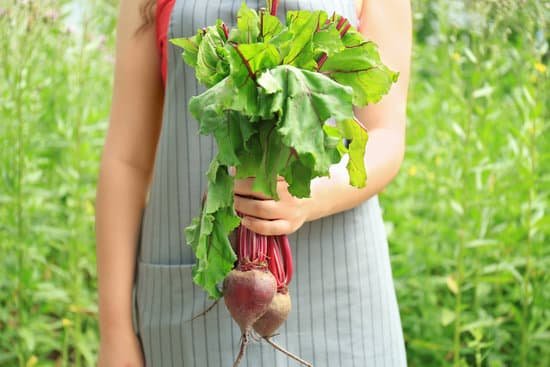 canva woman holding young beets outdoors MAD9bttB3k8