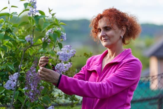 canva woman smelling lilac outdoor MAD7jAkAZgs