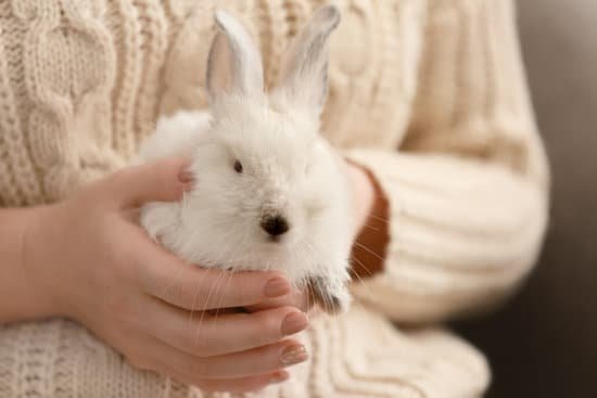 canva woman with cute fluffy rabbit at home closeup MAEGfCPNoYI