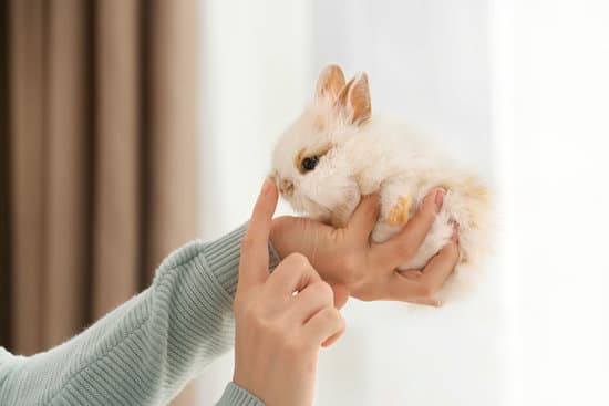 canva woman with cute rabbit at home MAEYLEIobPk