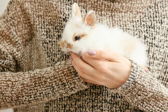 canva woman with cute rabbit closeup MAEYLFNAVkY