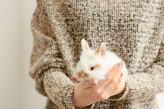 canva woman with cute rabbit closeup MAEYLGECzVs