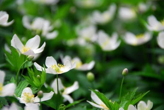 canva wood anemones