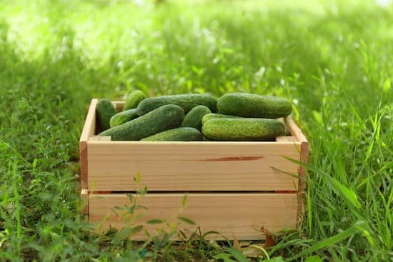 canva wooden crate with fresh cucumbers on grass MAD9Tw0RHPY