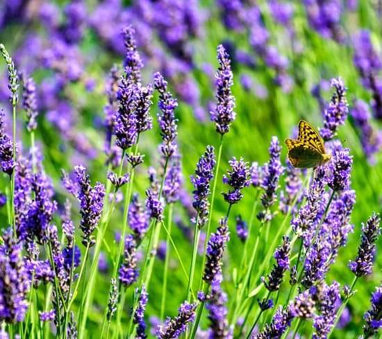 canva yellow butterfly on lavender field