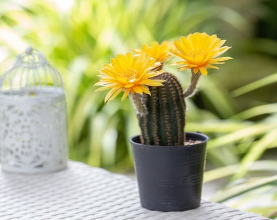 canva yellow cactus flower