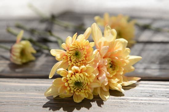 canva yellow chrysanthemums on wooden background MAD MWhQuI8