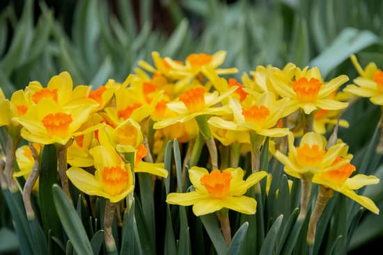 canva yellow daffodil flowers MAEOVLo0YtE
