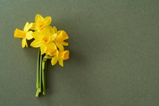 canva yellow daffodil flowers MAEky 9EjoA