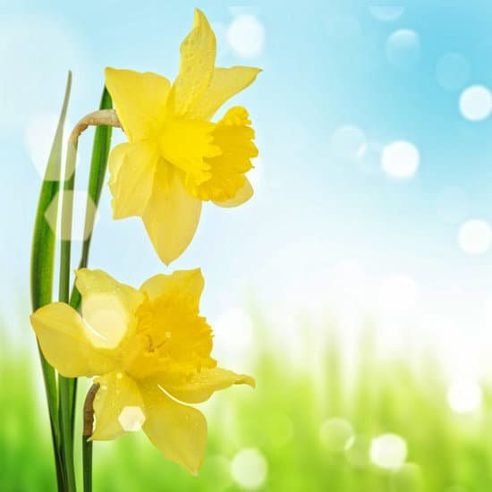 canva yellow daffodils MADB0H3RlyU