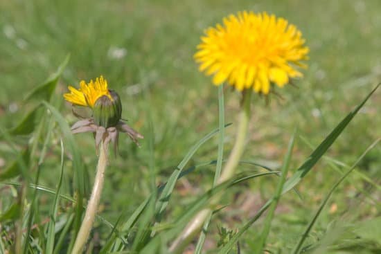 canva yellow dandelion flowers MAD7MAfHD6E