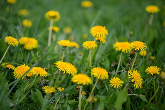 canva yellow dandelion flowers in the meadow MAEOVMOuDig