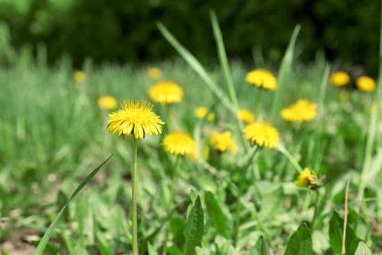 canva yellow dandelion flowers on green field MAD QheorSQ