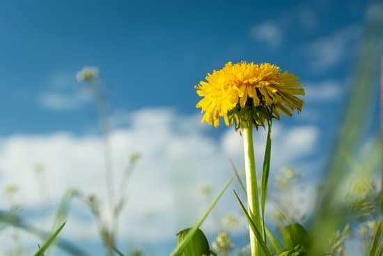 canva yellow dandelion with sky background MAEEfsM88Pc