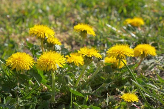 canva yellow dandelions in the garden MAD7MCbNpZU