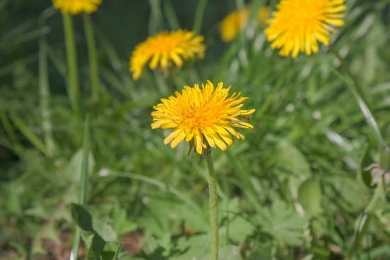 canva yellow dandelions in the garden MAD7MVwzlYY