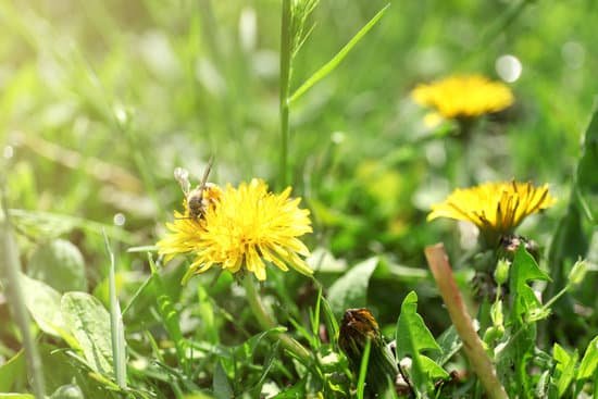 canva yellow dandelions with bee on the green field close up MAD QtF5Jjk