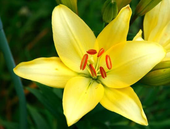 canva yellow lily MADA5qBg5AI