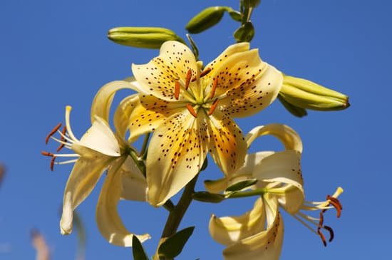 canva yellow lily MAEEW0NJfL0