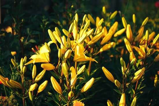 canva yellow lily flower outdoors MAEEr1SnoLo