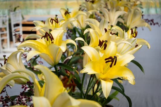 canva yellow lily flowers MAEHculIBgg