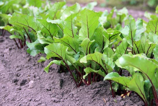 canva young beet sprouts MADCNCeYA20