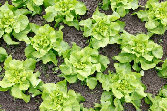 canva young fresh lettuce plants growing from the ground MAERjAtwedc