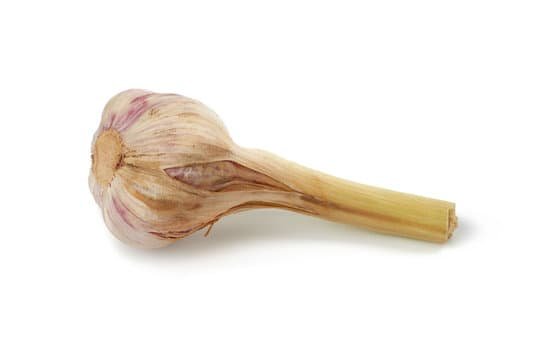canva young garlic root isolated on white background MAD7ASJdvP0