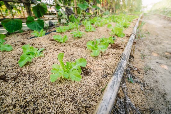 canva young green oak lettuce on farm MAEPy7WLCe0