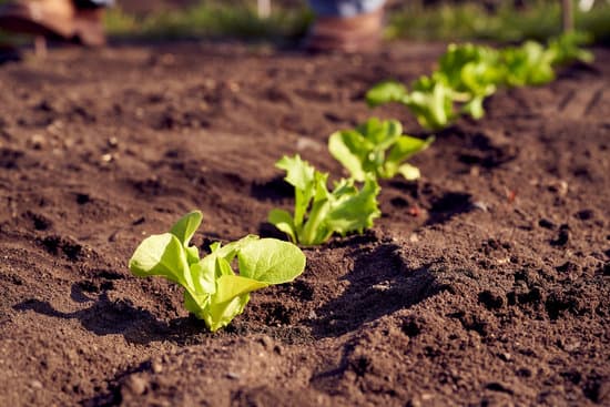 canva young lettuce seedlings growing outdoors in a garden MAEkB HsIMk