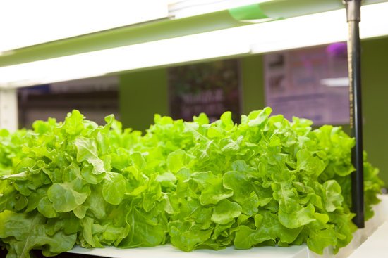 canva young lettuces MADFBnH 7yk