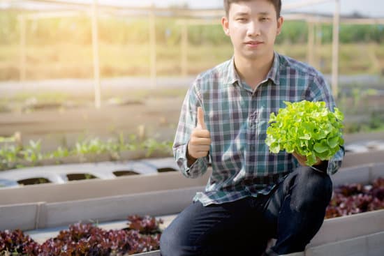 canva young male farmer holding fresh lettuce MAERYo eChE