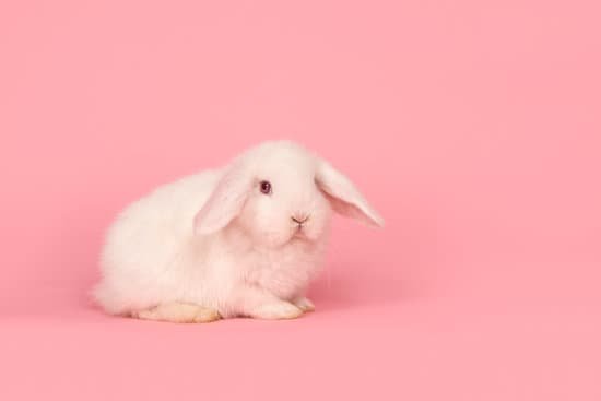 canva young white rabbit on a pink background MADuQpjvE5U