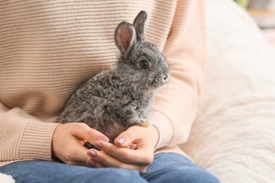 canva young woman with cute rabbit at home MAEYLJt6l E